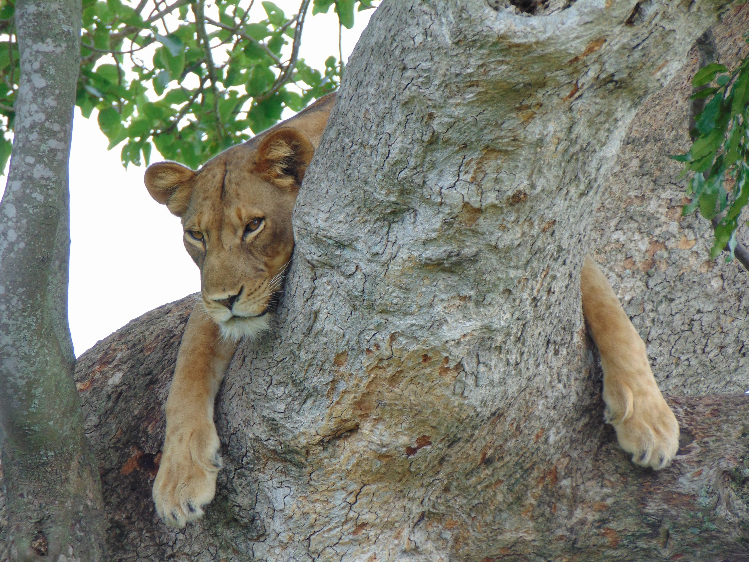 Classic Uganda Safari