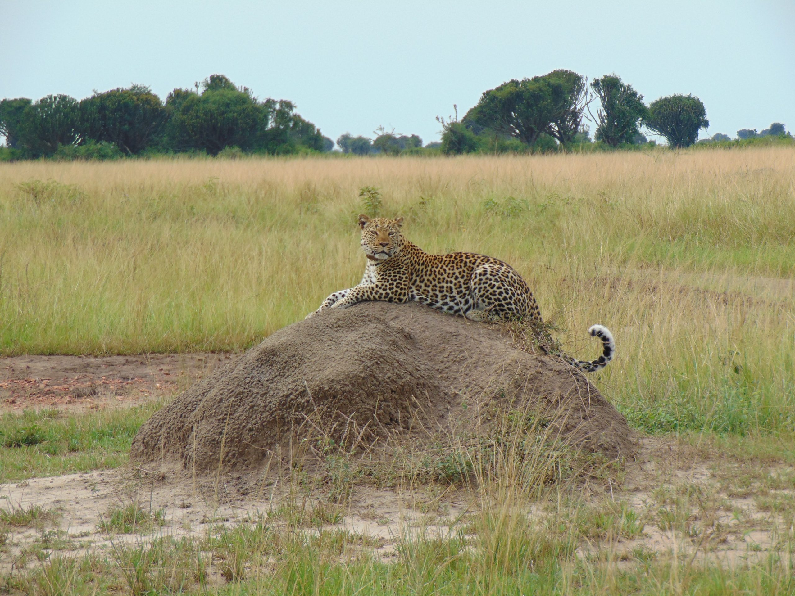 3 Days Safari in Queen Elizabeth National Park.