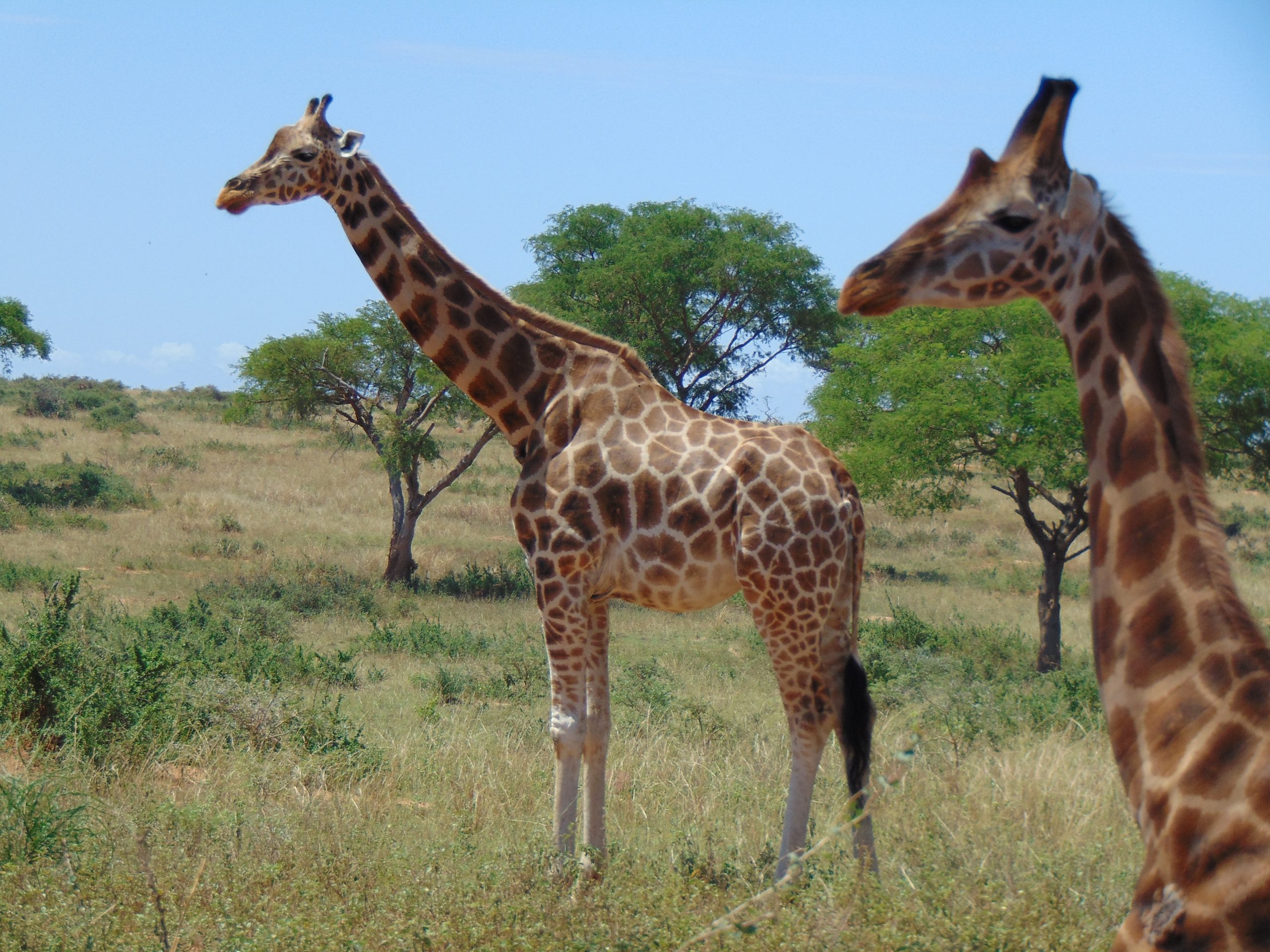 Sunrise Safari at Lake Nakuru National Park.