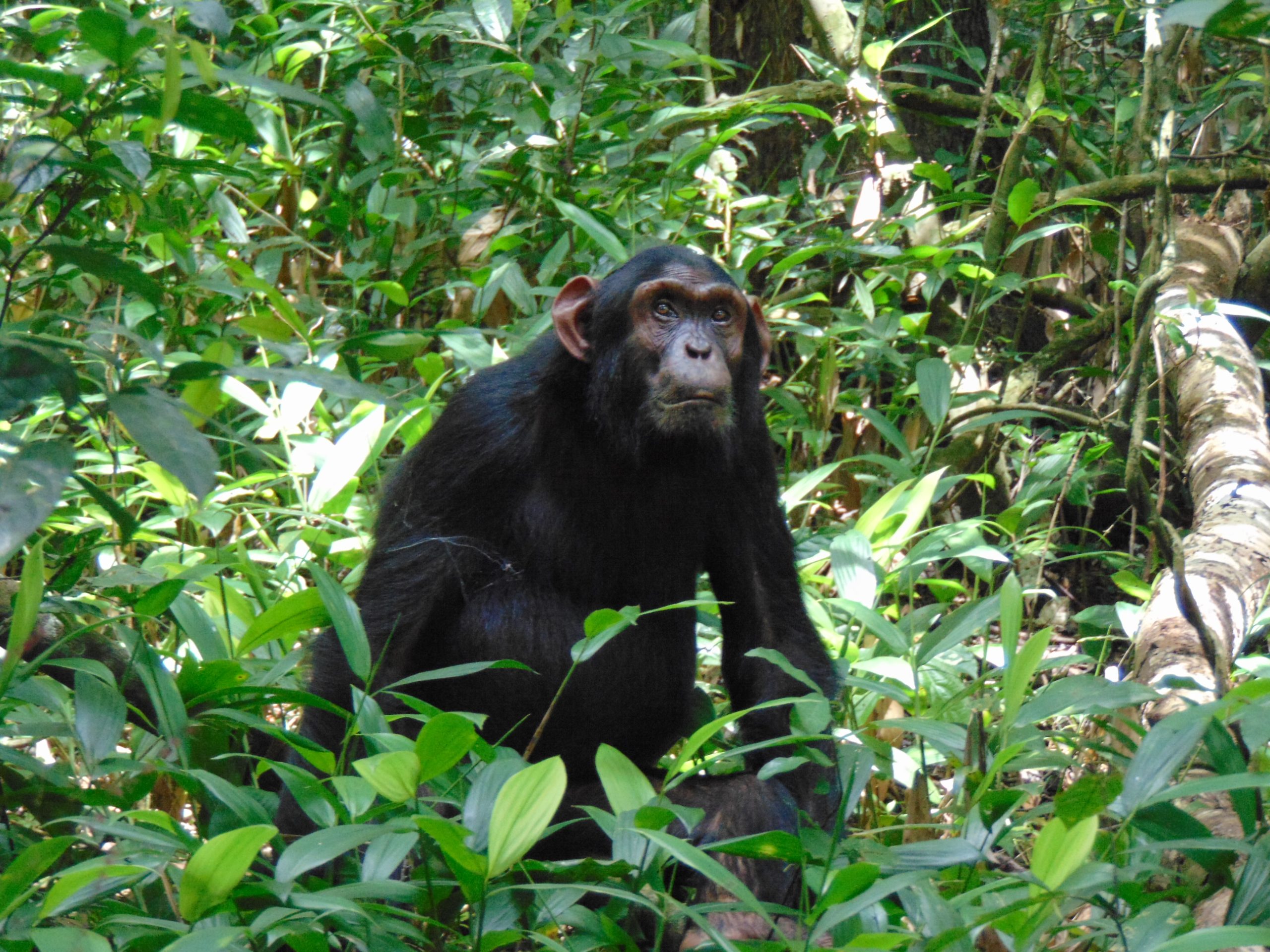 Classic Uganda Safari