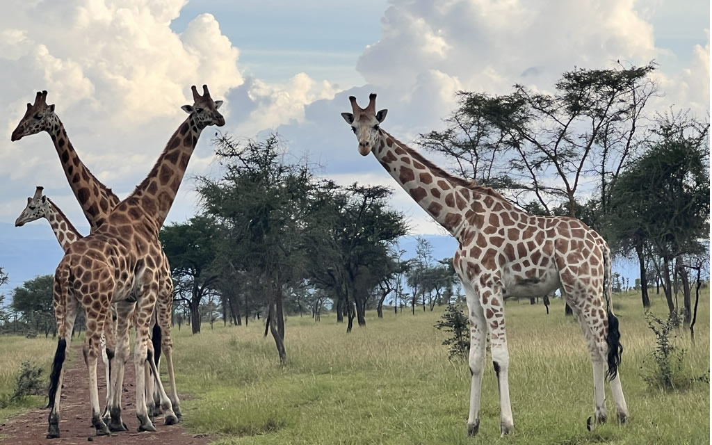 Giraffes at Pian Upe Wildlife Reserve during Evening Safari.