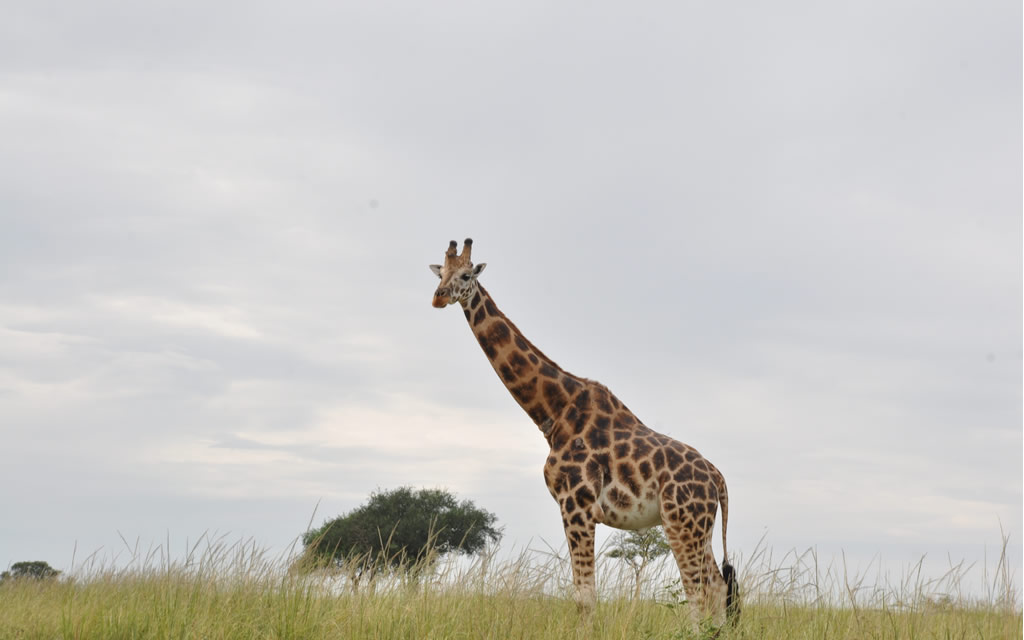classic Uganda Safari