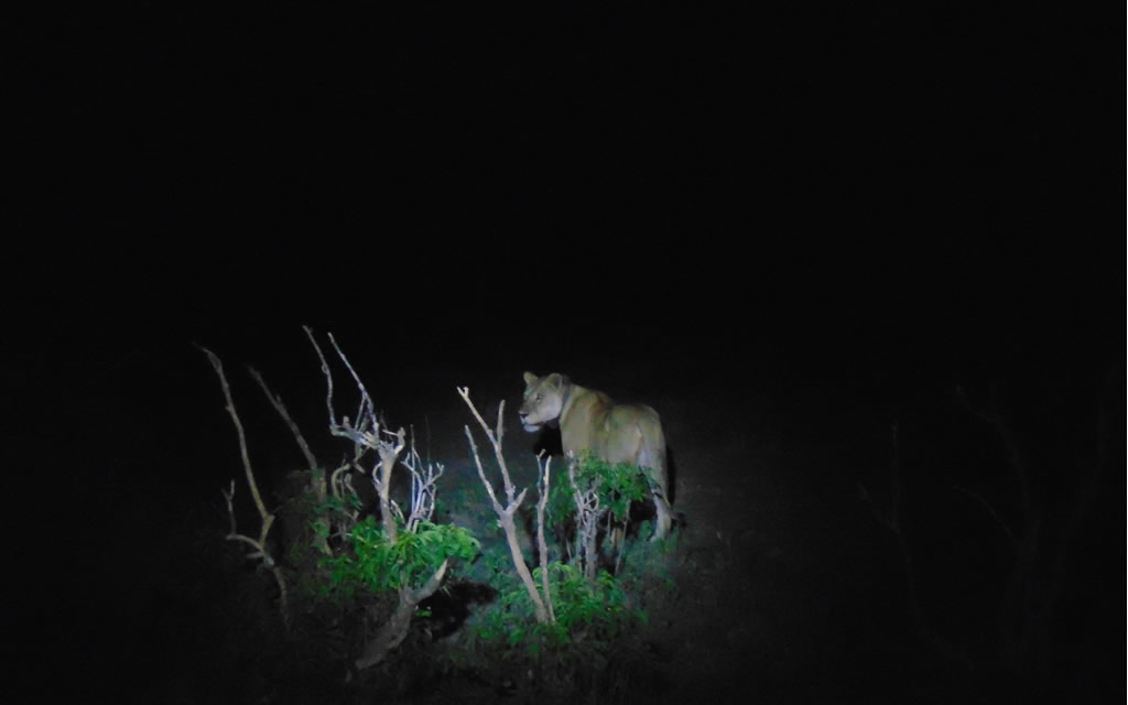Night game drive during the Classic Uganda Safari.