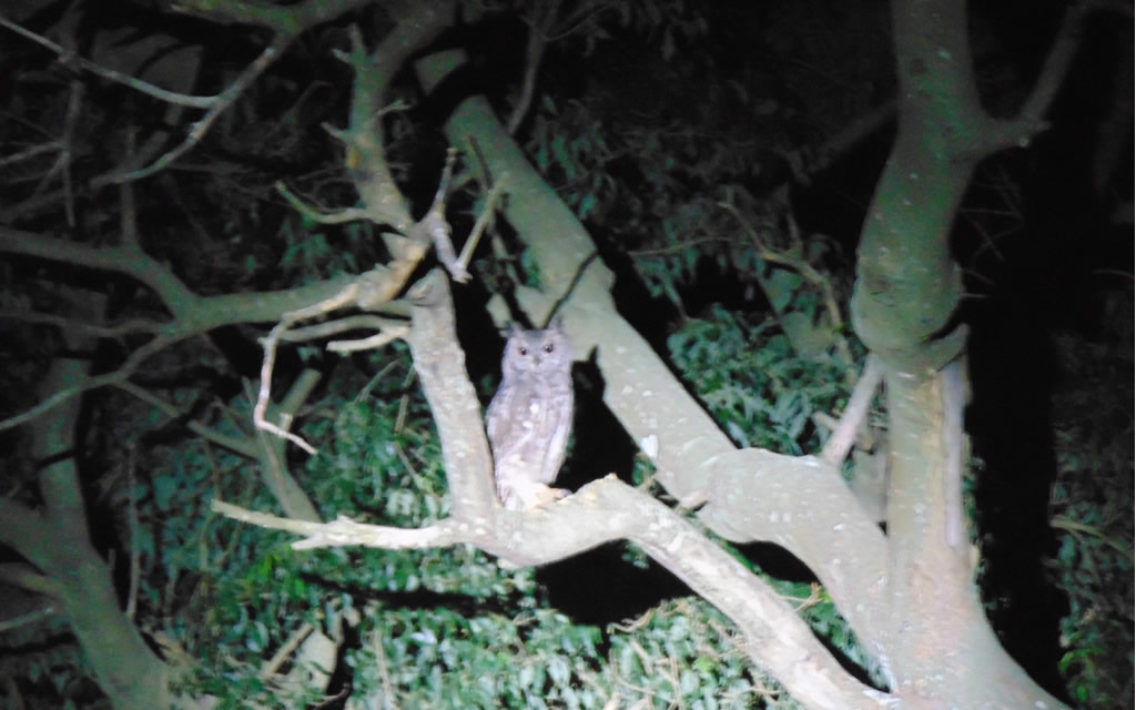 Classic Uganda Safari