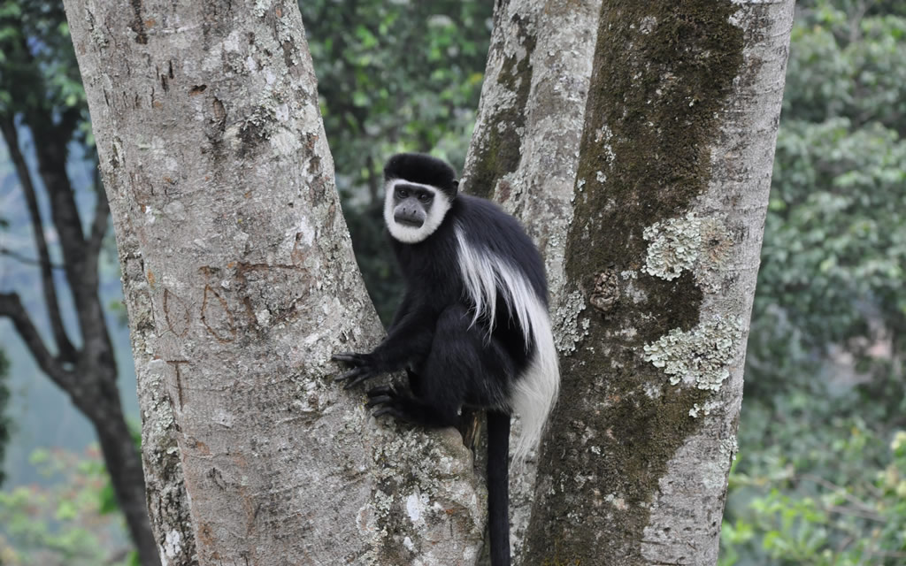 Primates and Big 5 Safari in Uganda and Kenya