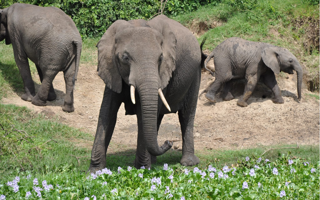 Wildlife safari in Queen Elizabeth National Park.