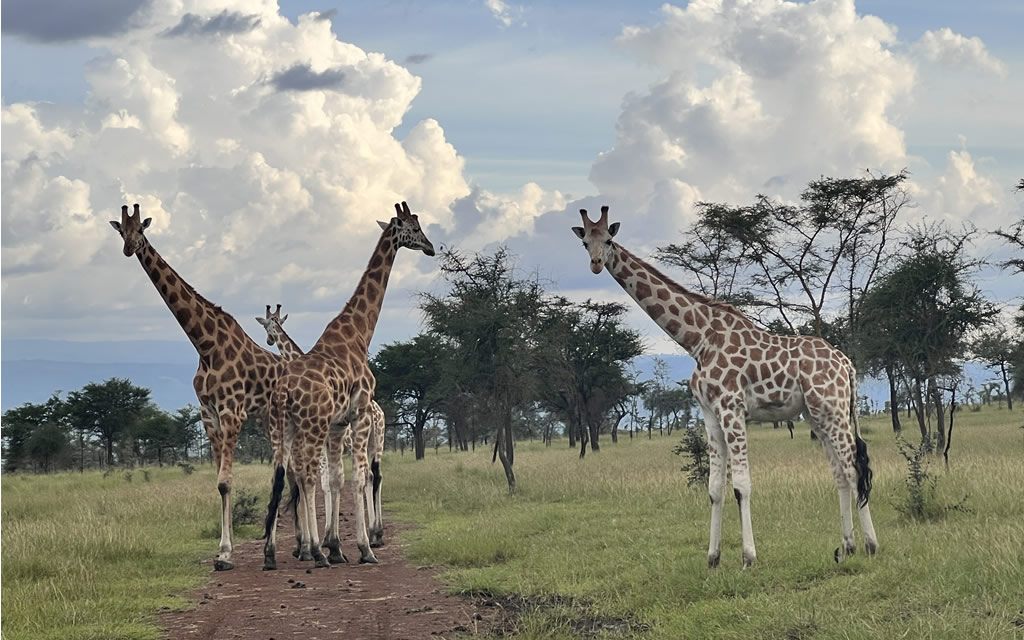 Evening Safari in Kidepo Valley National Park.