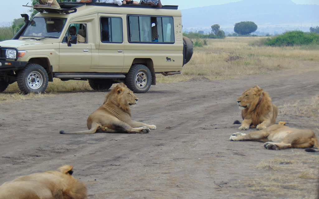 2 Nights, 3 Days Big 5 Safari in Murchison Falls National Park.