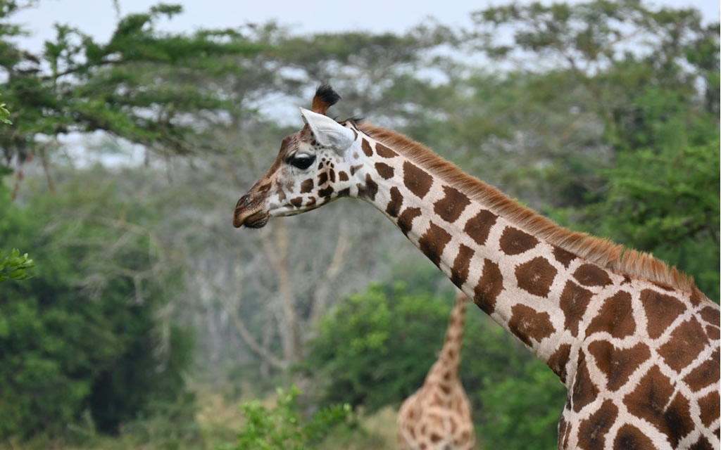 The Big 5 and Primates Photography Safari