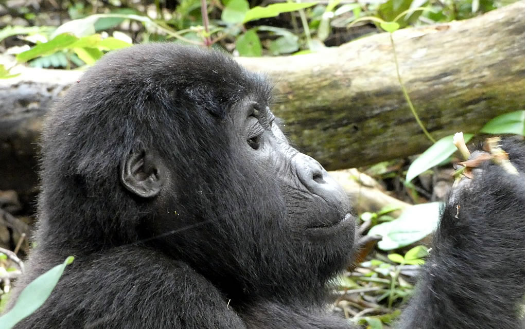 Gorilla Trekking in Bwindi Impenetrable National Park.