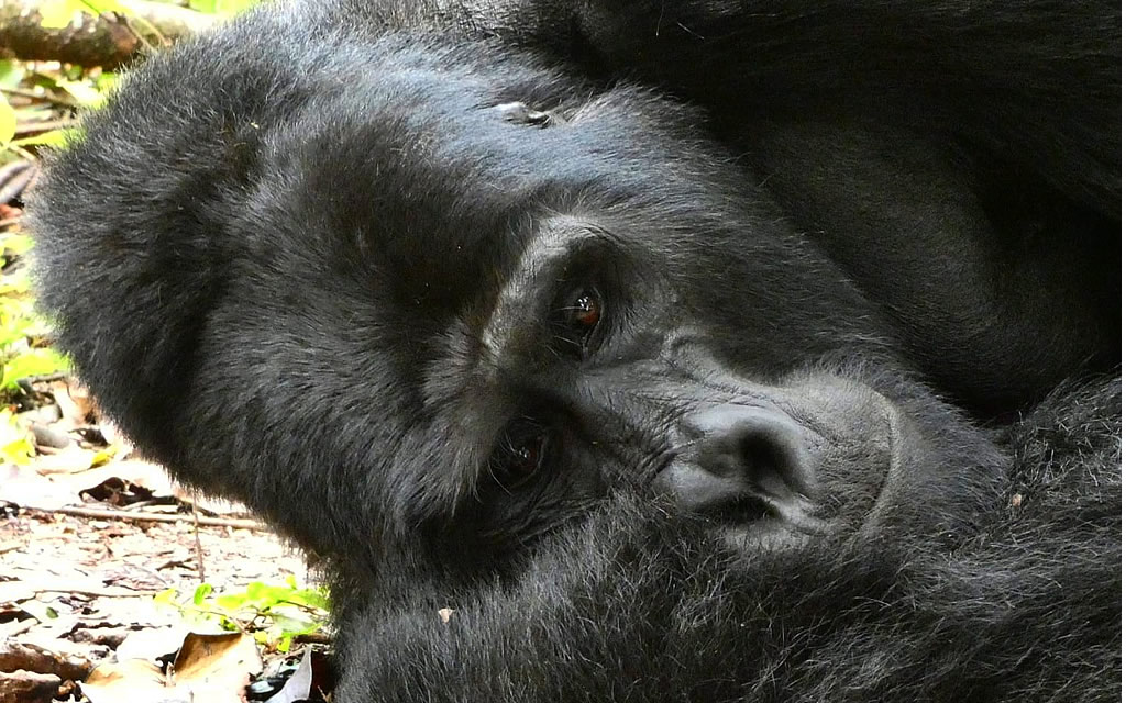 Gorilla Trekking in Rwanda