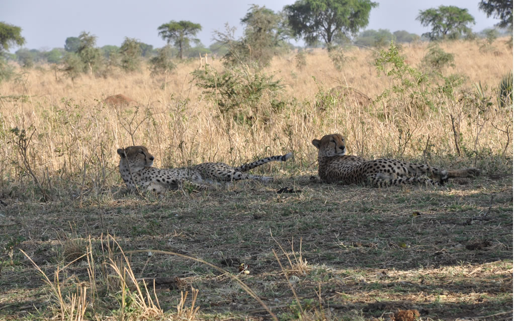 Classic Uganda Safari