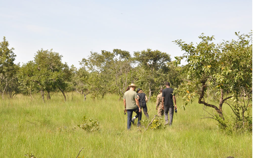 Classic Uganda Safari