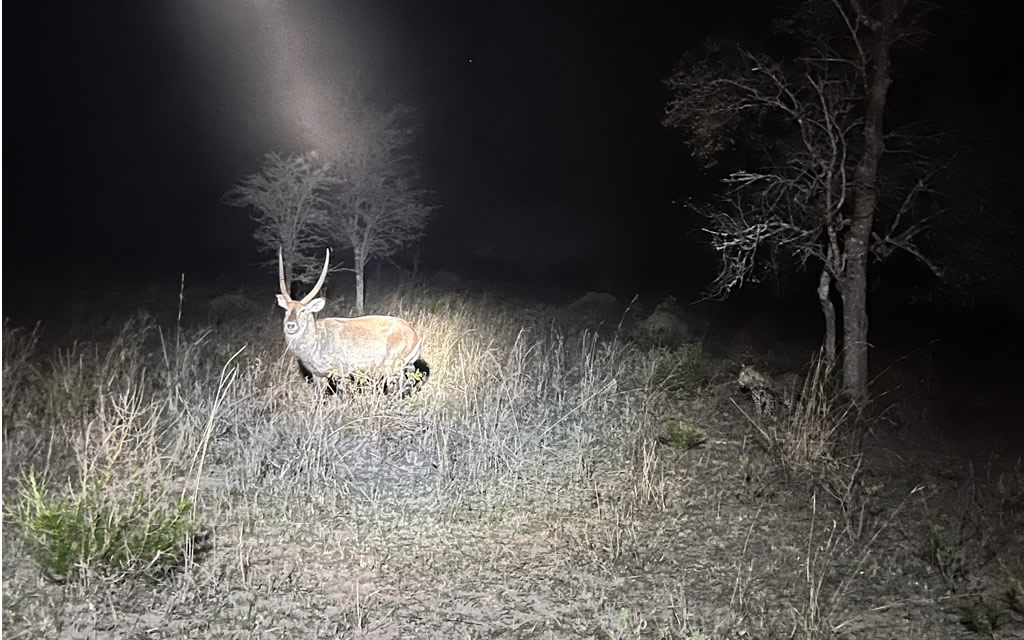 Night game drive in Murchison Falls National Park.