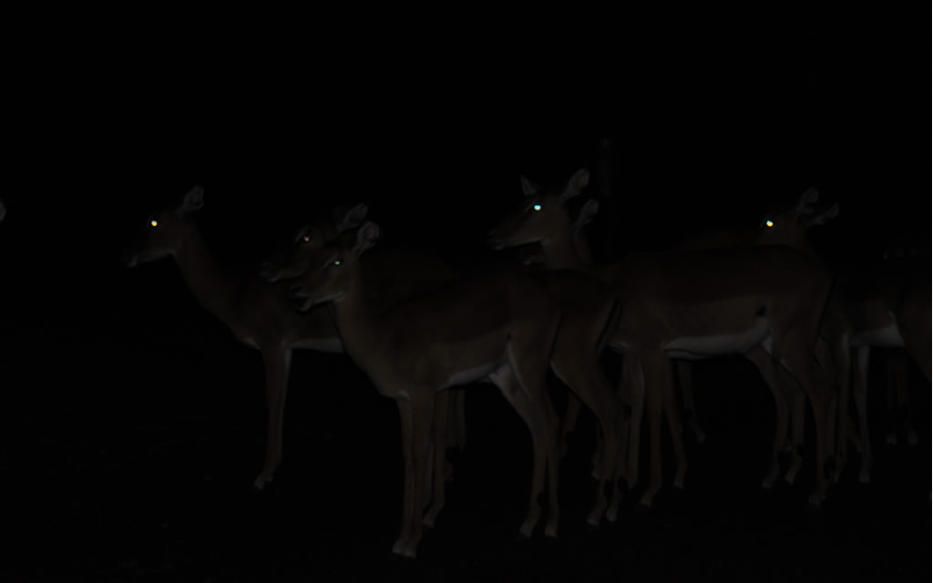 Classic Uganda Safari