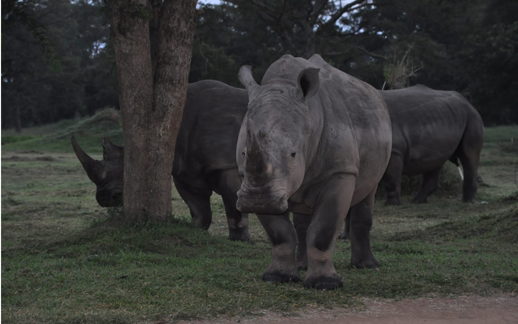 8 Days of Gorillas and Big 5 Safari in Uganda.