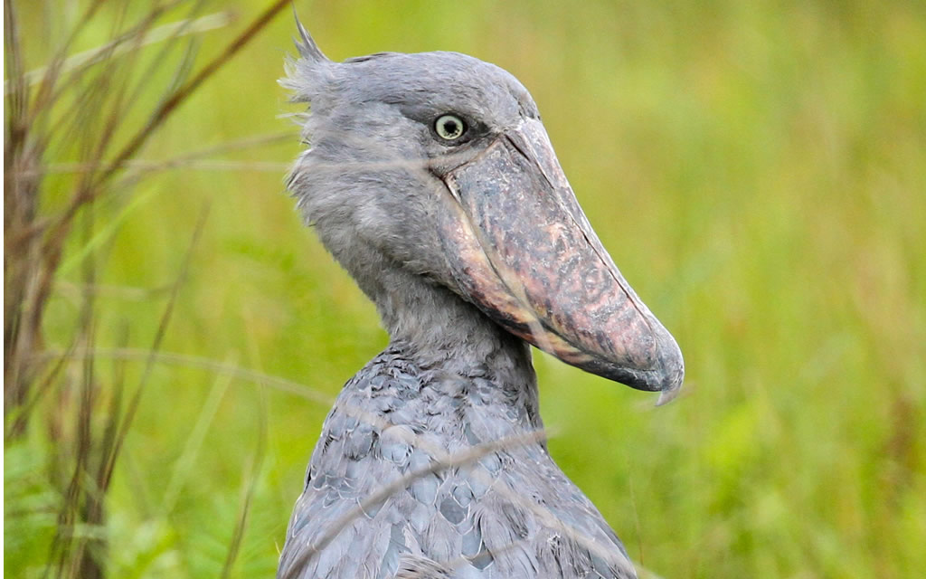 Safari Holiday in Uganda.