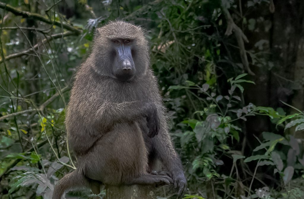 10 Days of Gorillas and the Big 5 Safari in Uganda