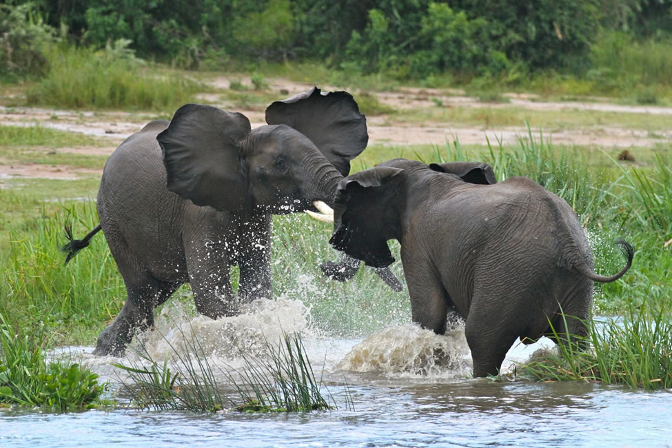 8 Days of Gorillas and Big 5 Safari in Uganda.