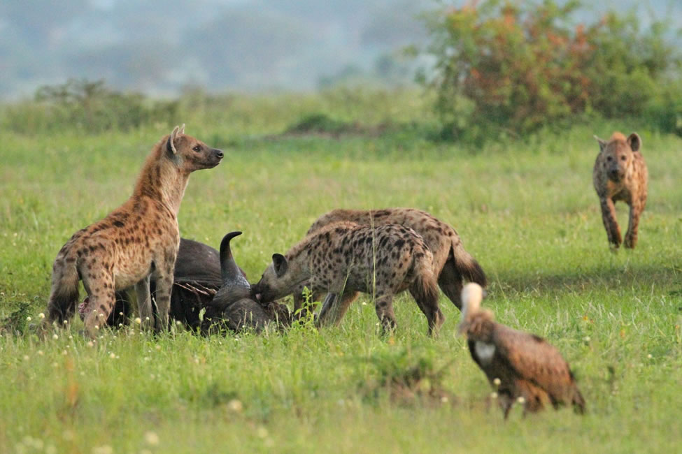 5 Days of Gorillas and Big 5 Safari in Rwanda.