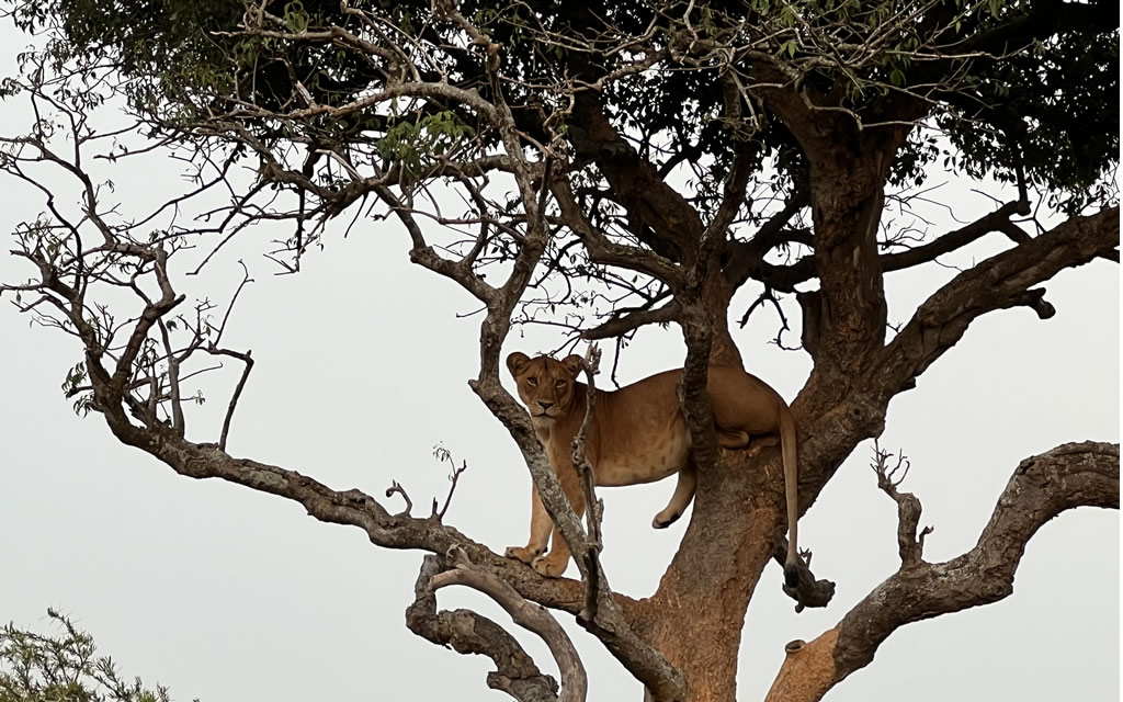 Game drive in Queen Elizabeth National Park in search of the tree climbing Lions.