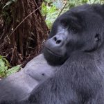 Gorilla trekking in Bwindi Impenetrable National Park.