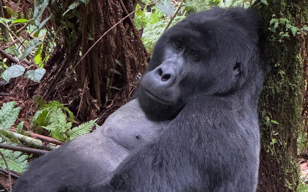 Gorilla trekking in Bwindi Impenetrable National Park.
